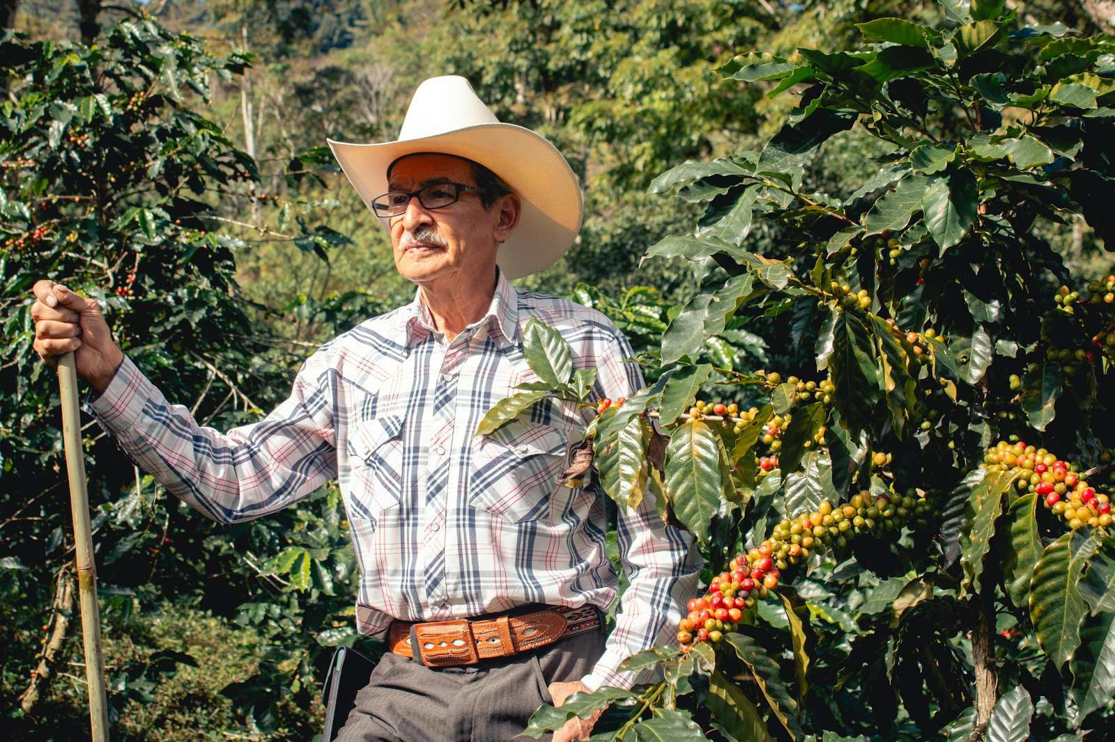 Caffè Direct Trade : Più Equo del Fair Trade?